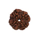 Panchamukhi Rudraksha (5 Mukhi)